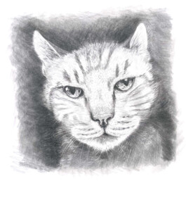 FURRY PORTRAITS