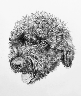FURRY PORTRAITS