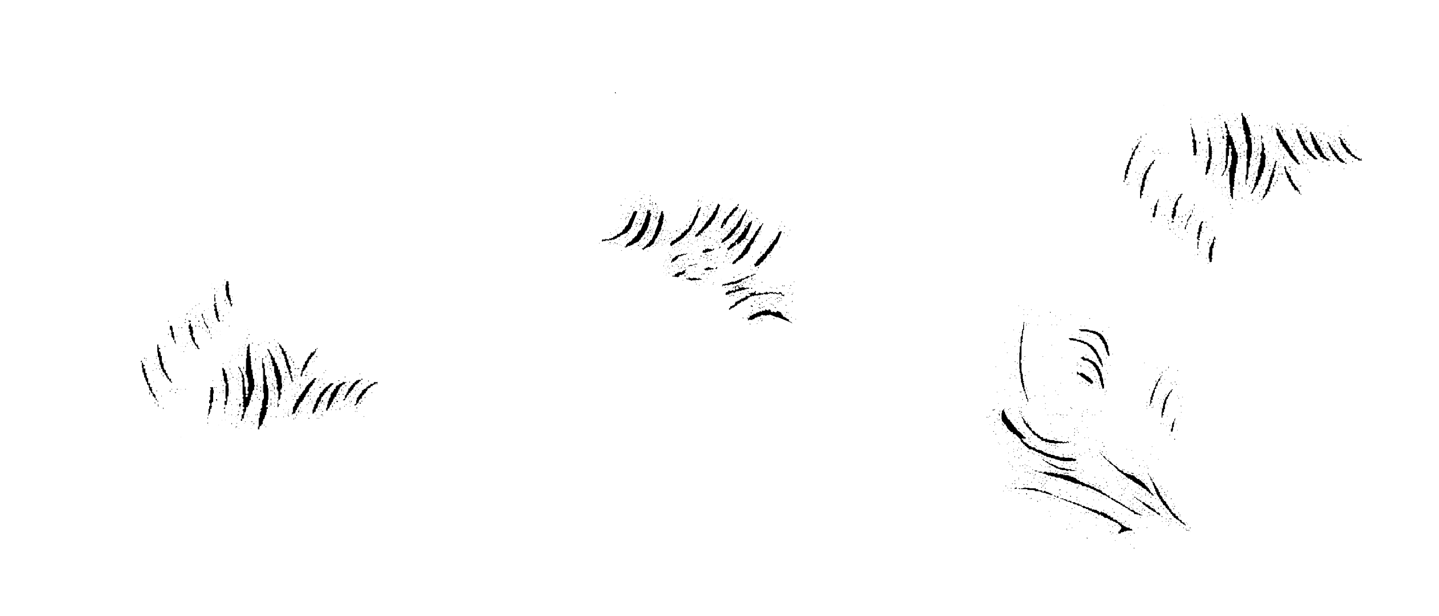 FURRY PORTRAITS