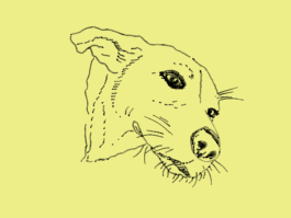 FURRY PORTRAITS