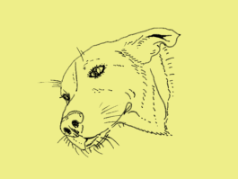 FURRY PORTRAITS