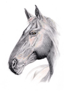 FURRY PORTRAITS