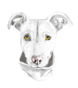 FURRY PORTRAITS