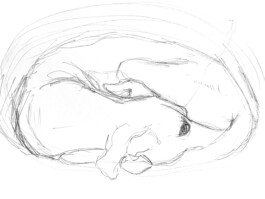 FURRY PORTRAITS
